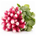 radis-rose-botte