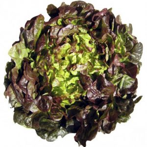 Salade rougette de Montpellier Bio
