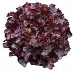 salade-feuille-de-chene-rouge